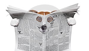 Spy dog reading a newspaper photo