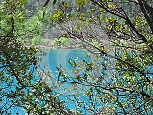 Spy on the emerald green waters of the lake among the leafy trees