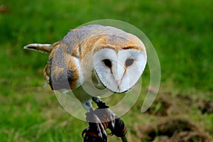 Spying barn owl