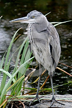 A spying grey heron near water