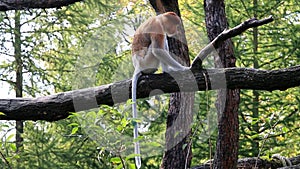 Spying and walking proboscis monkey