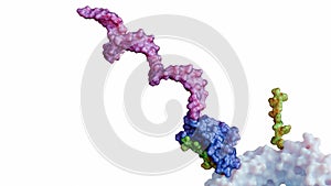a SpyTag-SpyCatcher complex with antibody molecule