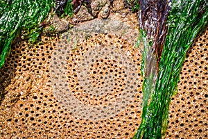 Sqeaweeds, molusc on the beach