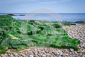 Sqeaweeds, stone on the beach