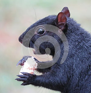 Sqirrel