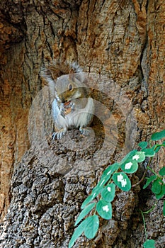 Sqirrel eating nut in tree