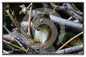 Sqirrel in the wood