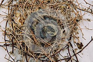 Squab baby dove in bird`s nest waiting for its parents to bring food