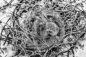 Squab baby dove in bird`s nest waiting for its parents to bring food