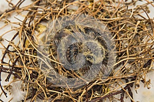 Squab baby dove in bird`s nest waiting for its parents to bring food