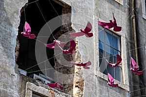 Squab in lisbon. Street art in Portugal