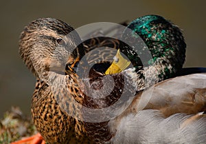 Squabble between Mallard Ducks