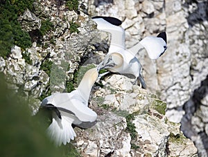 Squabbling gannets at the nest site