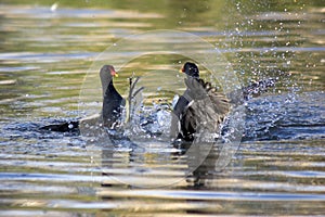 Squabbling Moorhens photo