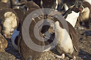 Squabbling Penguin Chicks - Falkland Islands