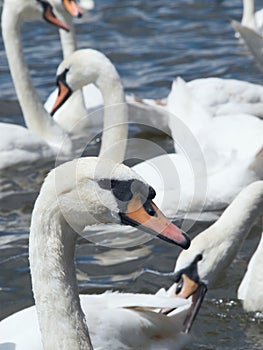 Squabbling swans