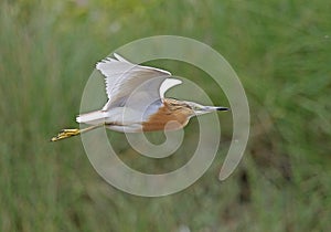 Squacco Heron