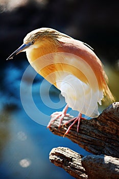 Squacco Heron