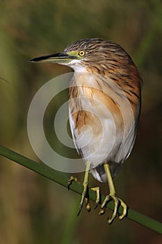 Squacco Heron