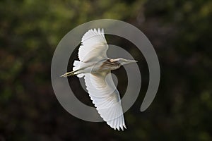 Squacco Heron