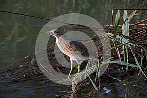 Squacco Heron