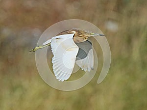 Squacco Heron