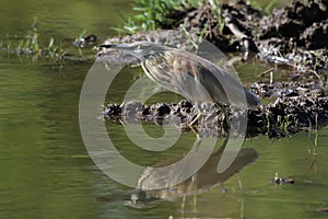 Squacco Heron