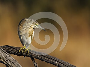 Squacco Heron against a nice background