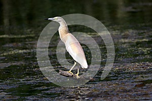 Squacco Heron, Ardeola ralloides