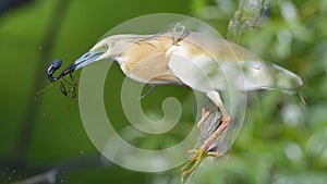 Squacco Heron, Ardeola ralloides