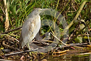 Squacco Heron & x28;Ardeola ralloides& x29;