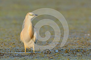 Squacco Heron & x28;Ardeola ralloides& x29;