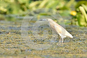 Squacco Heron & x28;Ardeola ralloides& x29;