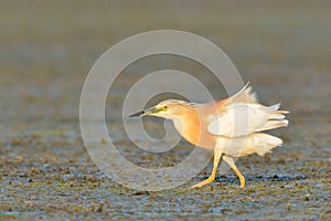 Squacco Heron & x28;Ardeola ralloides& x29;