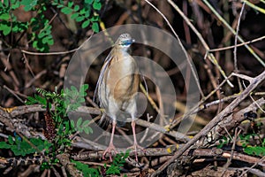 Squacco Heron Ardeola ralloides