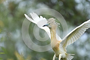 Squacco Heron Ardeola ralloides