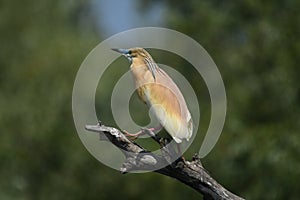 Squacco Heron - Ardeola ralloides