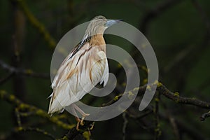 Squacco Heron - Ardeola ralloides