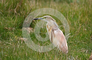 Squacco heron (ardeola ralloides)