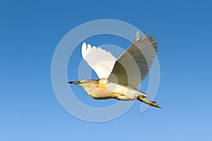 Squacco Heron / Ardeola ralloides