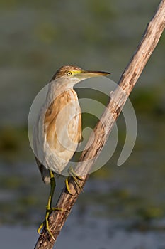 Squacco Heron (Ardeola ralloides)