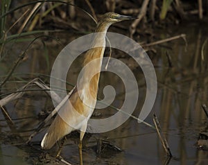 The squacco heron (Ardeola ralloides)