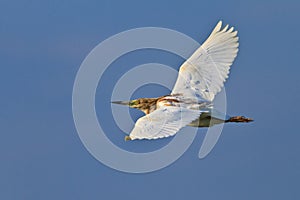 Squacco Heron (Ardeola ralloides)