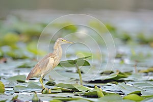 Squacco Heron (Ardeola ralloides)