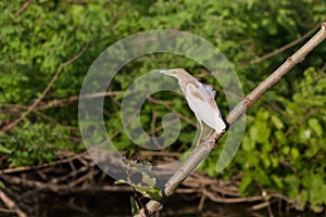 Squacco Heron (Ardeola ralloides)