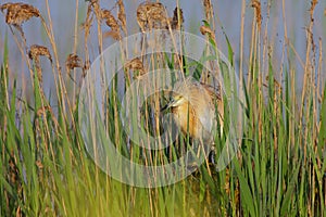 Squacco Heron (Ardeola ralloides).