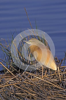 Squacco heron, Ardeola ralloides