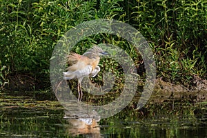 Squacco Heron (Ardeola ralloides)