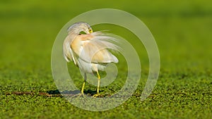 Squacco Heron - Ardeola ralloides