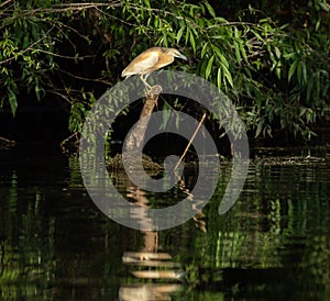 Squacco Heron Ardeola ralloides in beautifull sunset light in